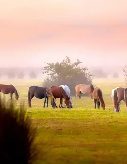 Bojagh National Park