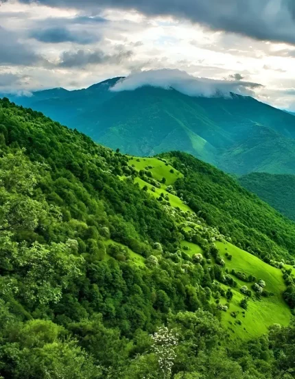 Arasbaran Forest